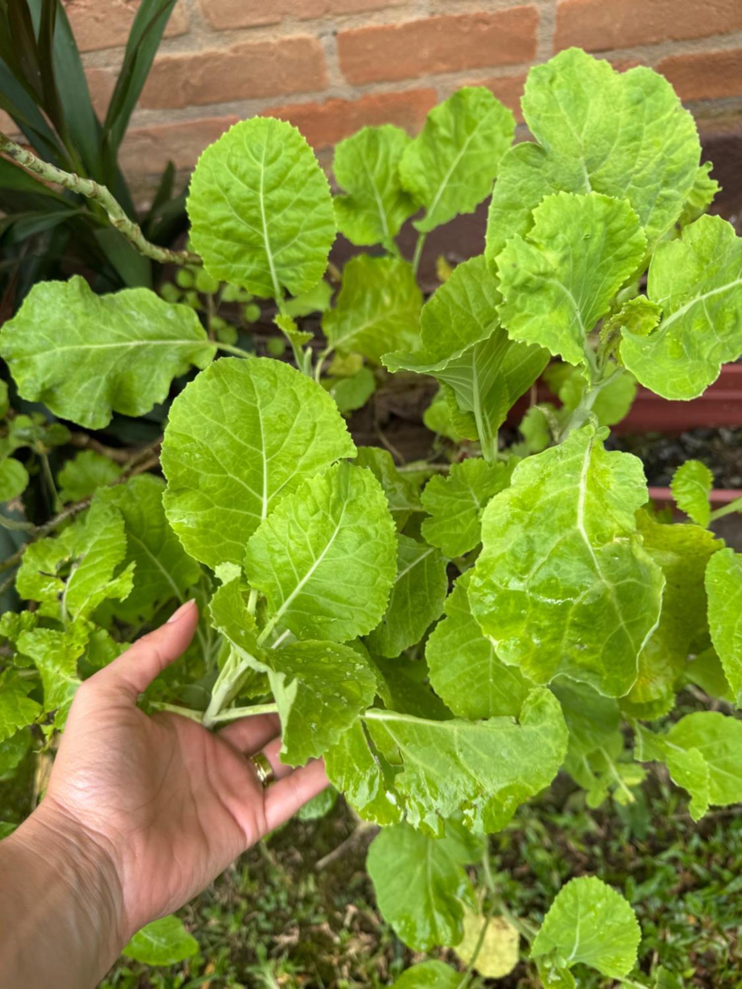 Chale Verde - Vila Do Abraao Βίλα Άνγκρα Ντος Ρέις Εξωτερικό φωτογραφία